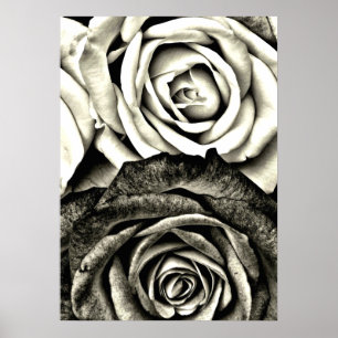 Affiche Roses noires et blanches classiques
