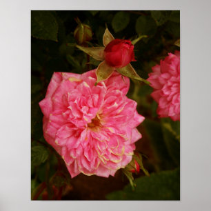 Affiche Roses roses