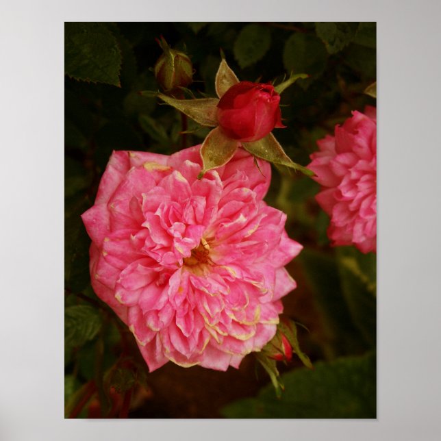 Affiche Roses roses (Devant)