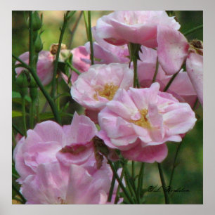 Affiche Roses roses de Noisette