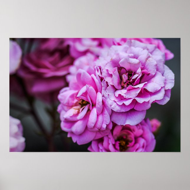 Affiche Roses Roses Douces  (Devant)