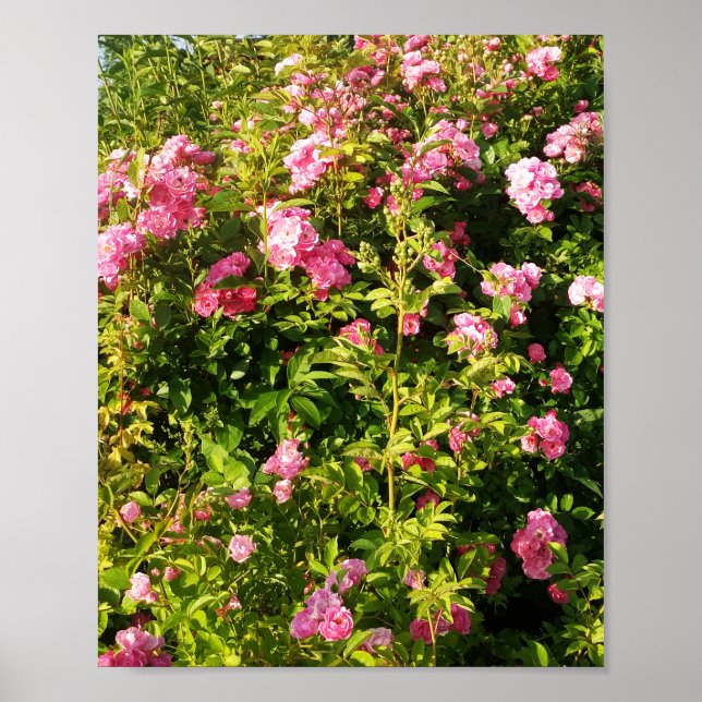 Affiche Roses roses en fleur (Devant)