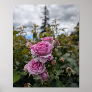 Affiche Roses roses lavande avec un ciel nuageux dramatiqu