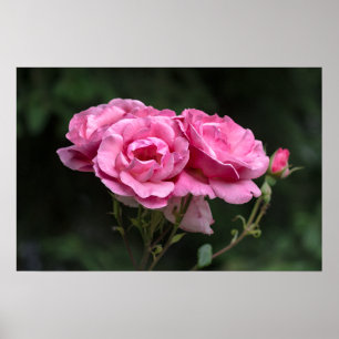 Affiche Roses Roses Photographie