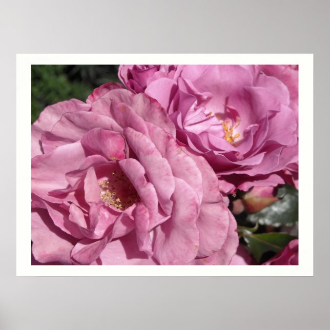 Affiche Roses roses profond (Devant)