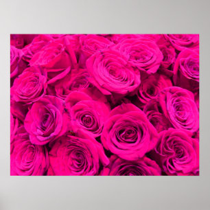 Affiche Roses roses rose fleurs rose rose rose floral rose