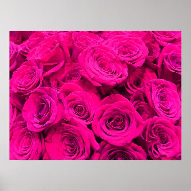 Affiche Roses roses rose fleurs rose rose rose floral rose (Devant)