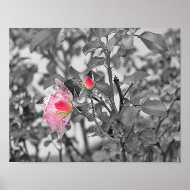 Affiche Roses roses roses rose Couleur Splash Photo (Devant)
