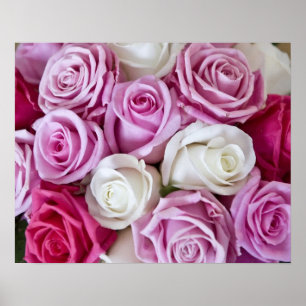 Affiche Roses roses sur la toile