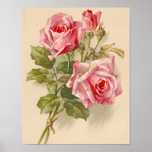 Affiche Roses roses vintages