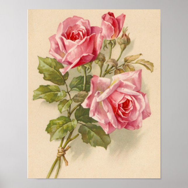 Affiche Roses roses vintages (Devant)