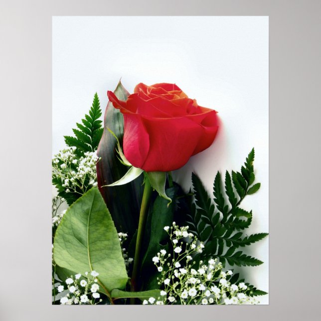 Affiche Roses rouges (Devant)
