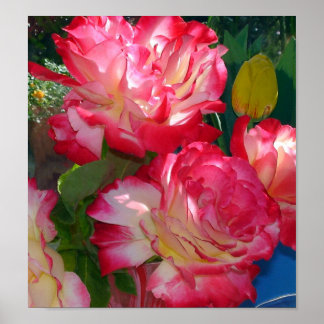 Affiche Roses rouges colorées