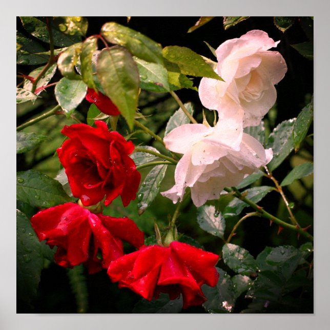 Affiche Roses Rouges Et Blanches Trempées  (Devant)