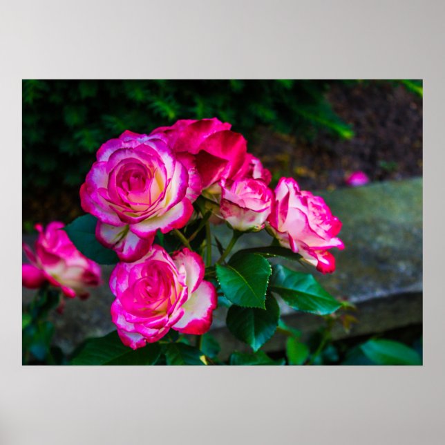 Affiche Roses rouges et blancs (Devant)