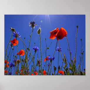 Affiche roses rouges et violets embrassant un ciel et un s