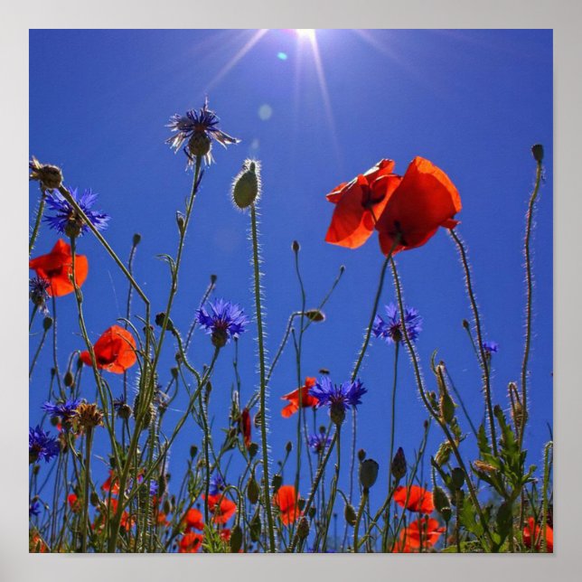 Affiche roses rouges et violets embrassant un ciel et un s (Devant)