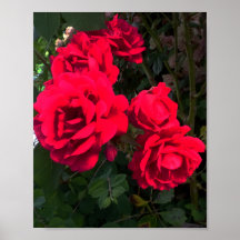 Roses rouges florissantes