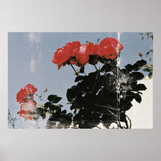 Affiche Roses rouges vintage sur un ciel bleu