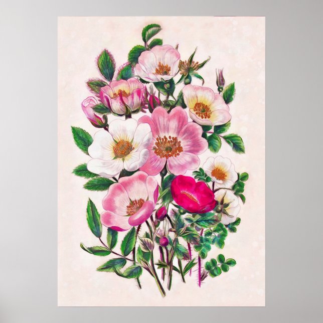 Affiche Roses sauvages (Devant)