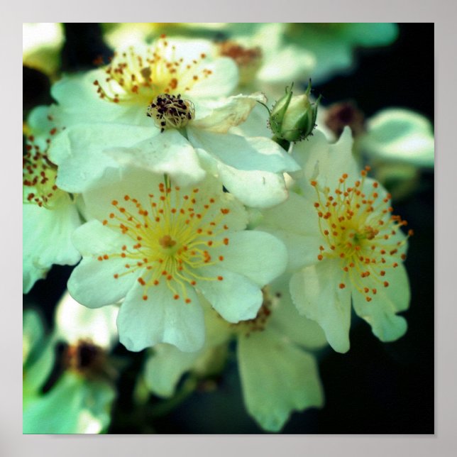 Affiche Roses Sauvages Blanches Grimpantes en Gros Plan (Devant)