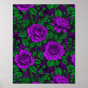 Affiche Roses violets