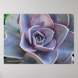 Affiche Rosette Beauté succulente