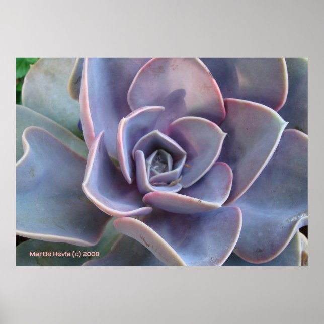 Affiche Rosette Beauté succulente (Devant)