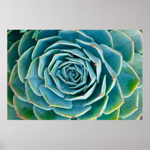 Affiche Rosette d'Echeveria, Jardin Secret de Marrakech