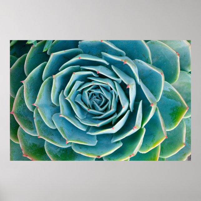 Affiche Rosette d'Echeveria, Jardin Secret de Marrakech (Devant)