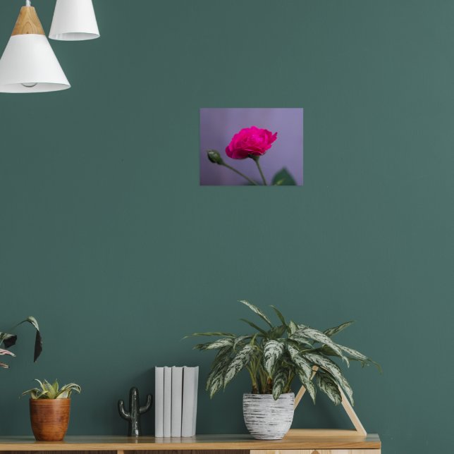 Affiche Rosier de jardin rose (Salon 1)
