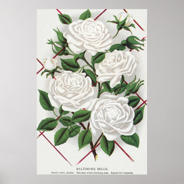 Affiche Rosier grimpant blanc victorien antique de jardin (Devant)
