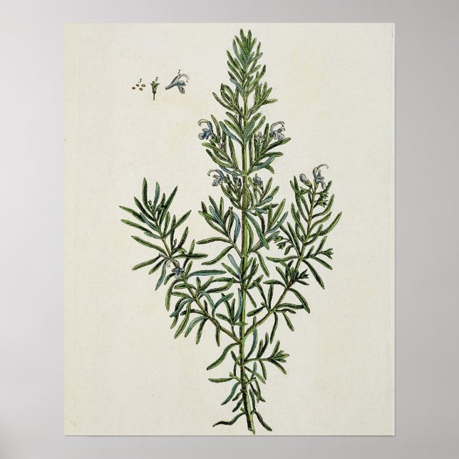 Affiche Rosmarinus Officinalis, de "A Curious Herbal", 1 (Devant)