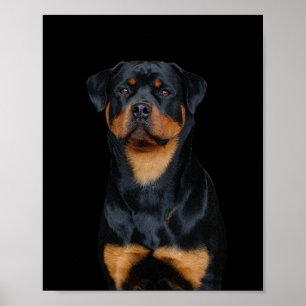 Affiche Rottweiler
