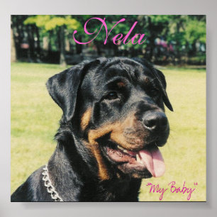 Affiche Rottweiler