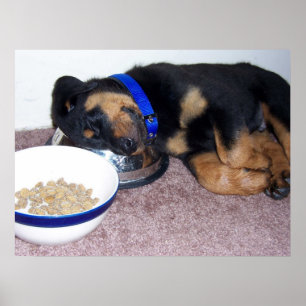 Affiche rottweiler à tête blanche.