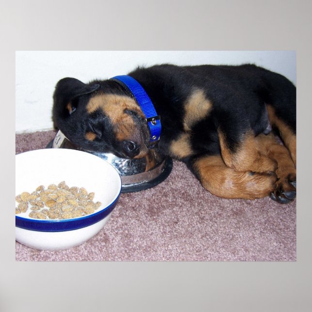 Affiche rottweiler à tête blanche. (Devant)