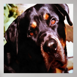 Affiche Rottweiler Artistic Pet