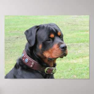 Affiche Rottweiler beau