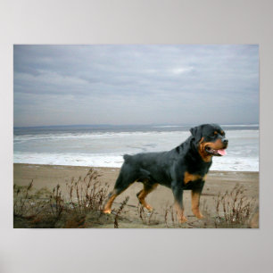 Affiche Rottweiler On The Beach Print