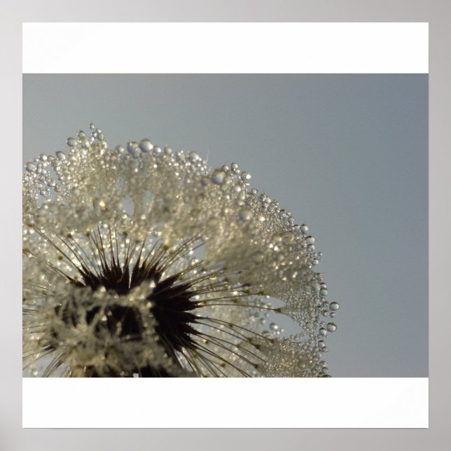 Affiche Roue de gouttelettes - Dandelion avec gouttelettes (Devant)