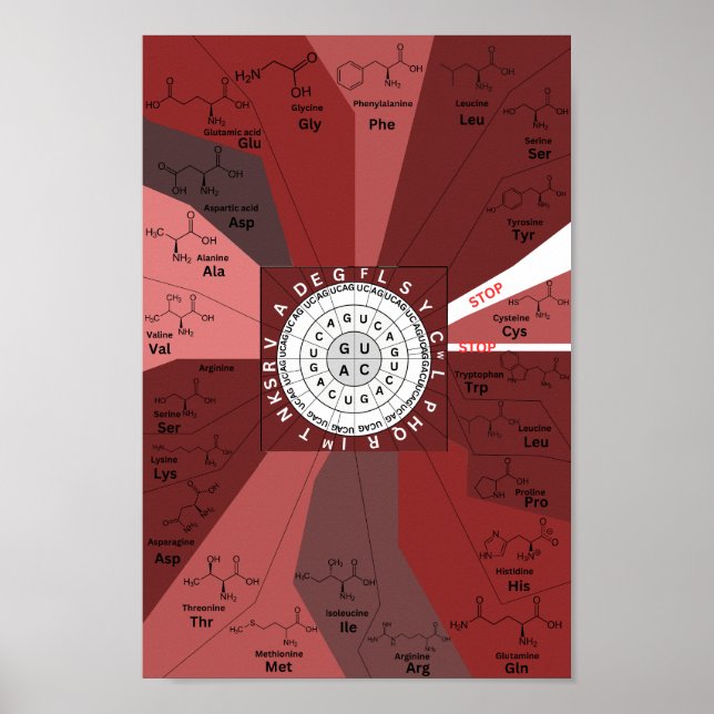 Affiche Roue génétique du diagramme de codon en acides ami (Devant)