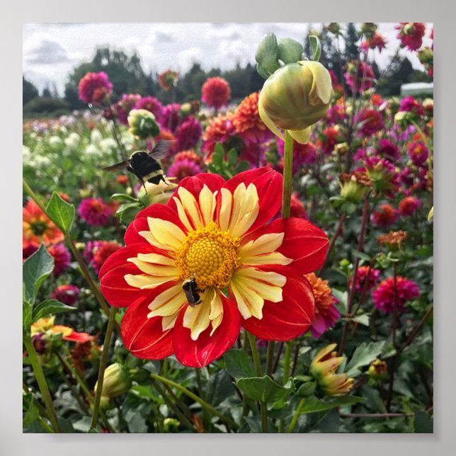 Affiche Roues Dahlia (Devant)