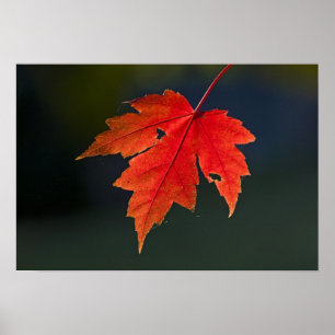 Affiche Rouge Acer rubrum) feuille rouge en automne,