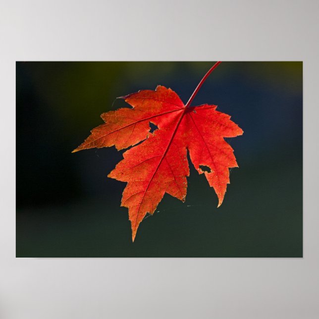 Affiche Rouge Acer rubrum) feuille rouge en automne, (Devant)