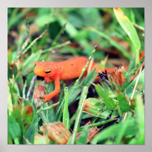 Affiche Rouge Eft Orange Salamander Nature 1 (Devant)