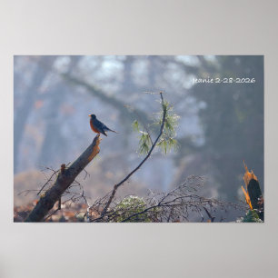 Affiche Rouge-gorge