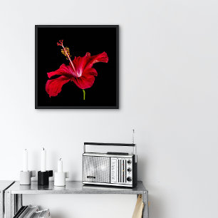 Affiche Rouge Hibiscus vue côté fleur Petit