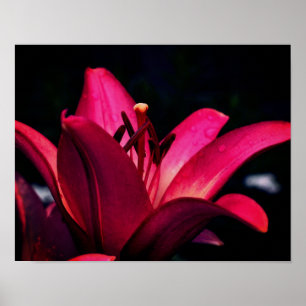 Affiche Rouge Lily Flower Close
