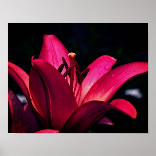 Affiche Rouge Lily Flower Close (Devant)